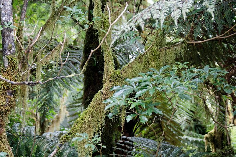 2007 03 23 Franz Josef _ Fox Glacier 075_DXO.jpg